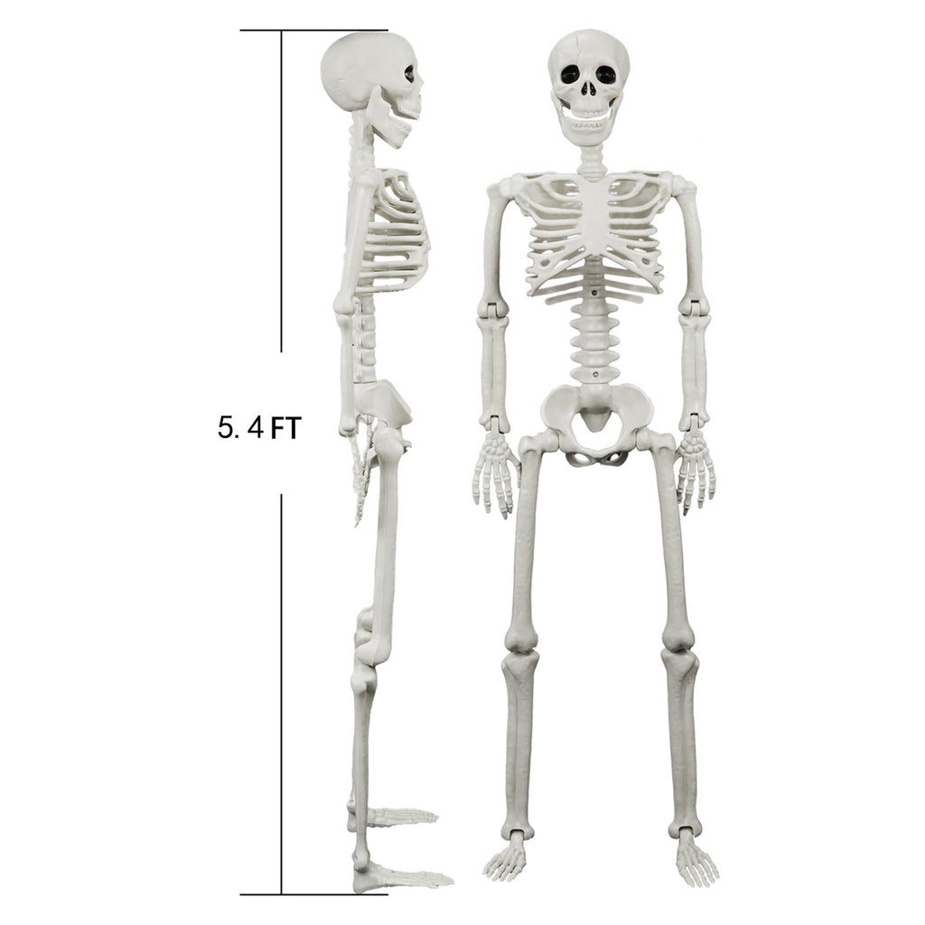 Posable Human & Dog Skeleton Set – Halloween Decoration