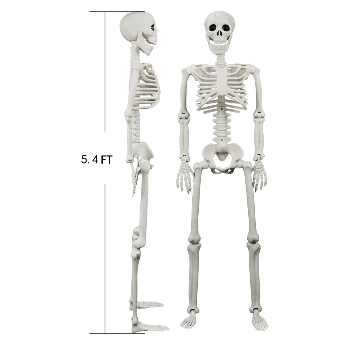 Posable Human & Dog Skeleton Set – Halloween Decoration